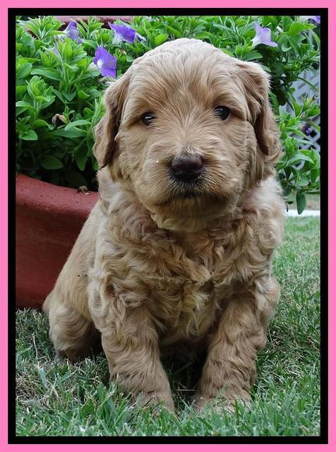 Joy Dawson pups 4 wks old 81