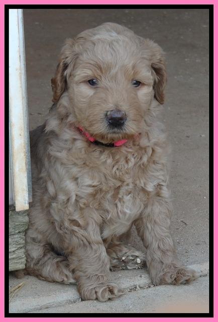 Joy Dawson pups 5 wks old 121