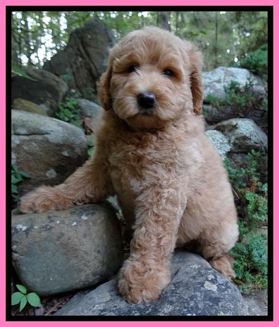 Joy Dawson pups 8 weeks old 7100