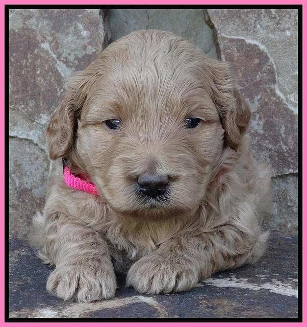 Joy Duke pups 3 weeks old 71