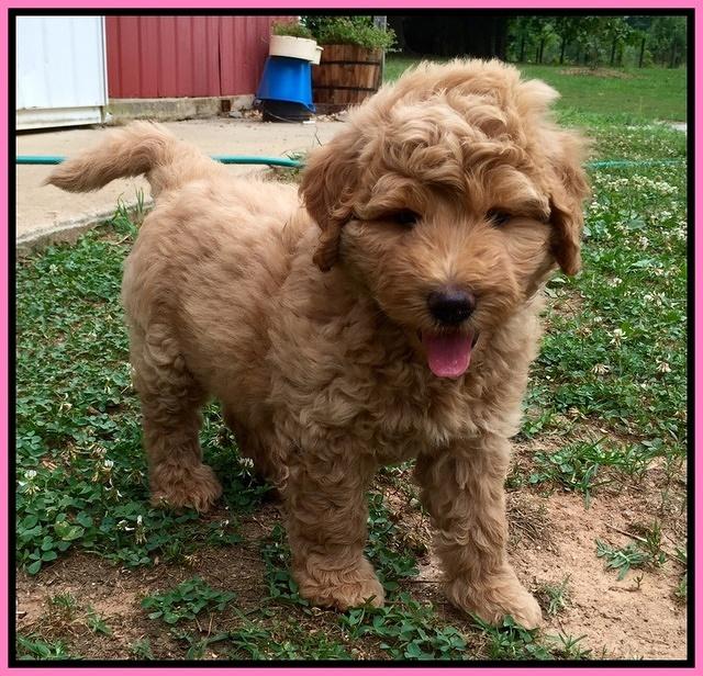 Joy dawson pups 7 wks old 121