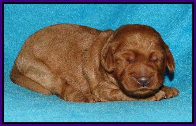 Jou Dawson pups 1 wk old 81