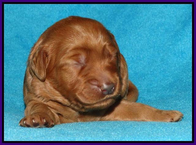 Jou Dawson pups 1 wk old 91
