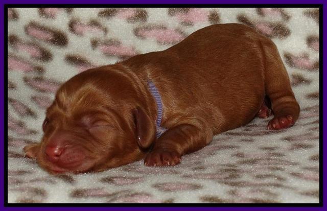 Joy Dawson Newborn 121