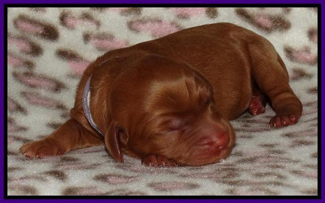 Joy Dawson Newborn 141