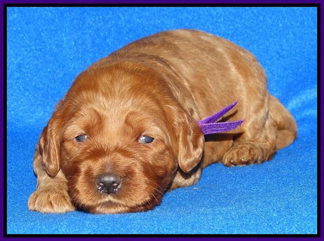 Joy Dawson pups 2 wks old 81