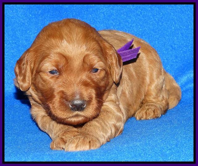 Joy Dawson pups 2 wks old 91