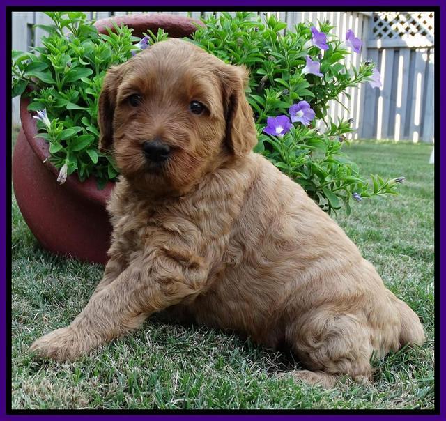 Joy Dawson pups 4 wks old 101