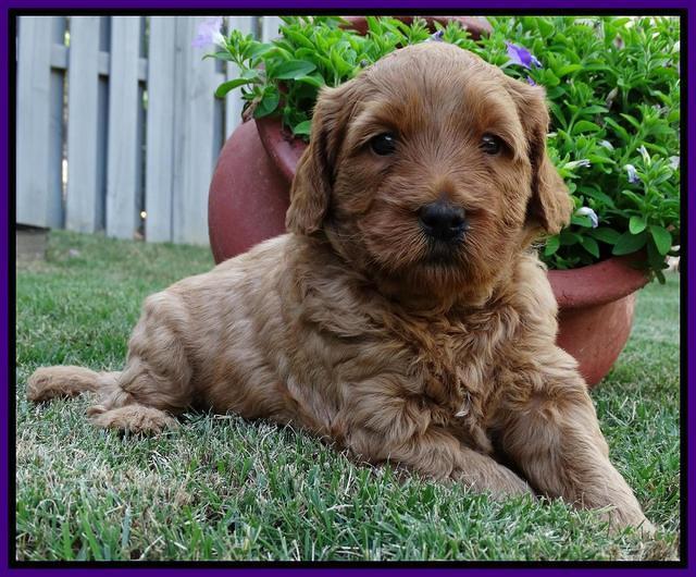 Joy Dawson pups 4 wks old 111