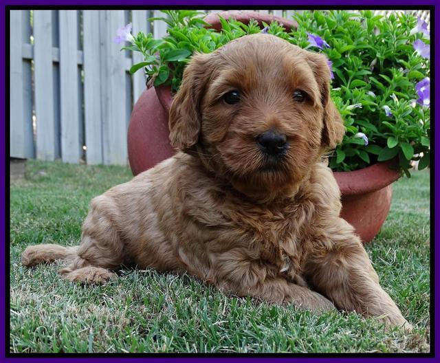 Joy Dawson pups 4 wks old 91