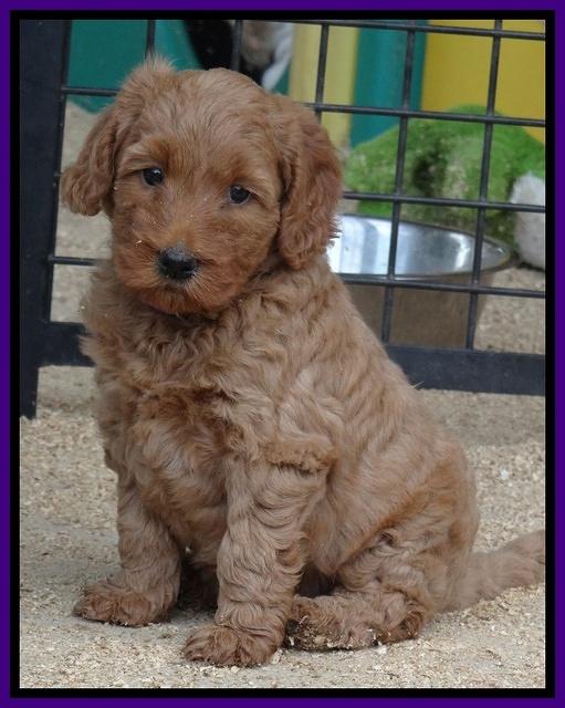 Joy Dawson pups 5 wks old 131