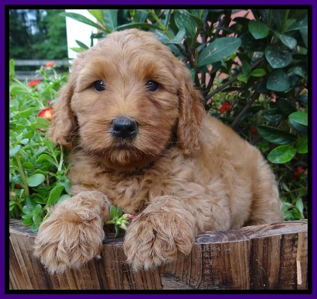 Joy Dawson pups 6 wks old 81