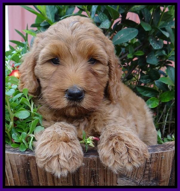 Joy Dawson pups 6 wks old 91