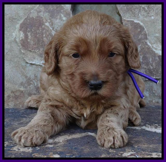 Joy Duke pups 3 weeks old 101