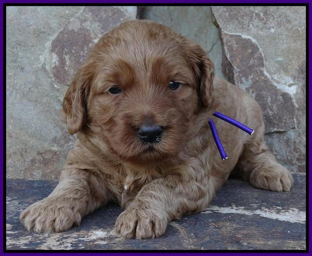 Joy Duke pups 3 weeks old 91