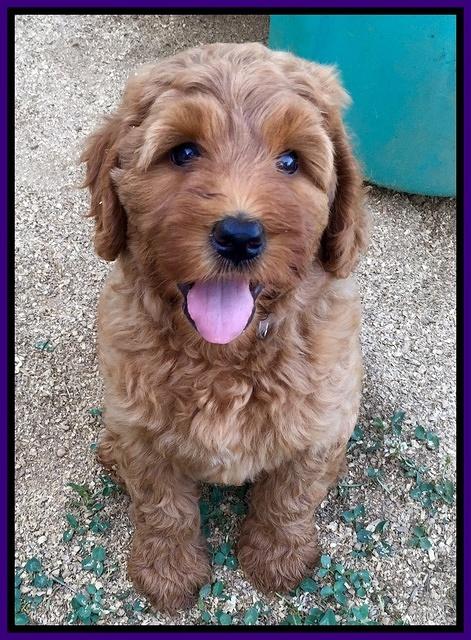 Joy dawson pups 7 wks old 131