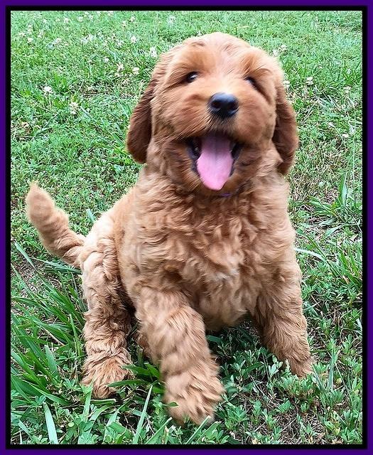 Joy dawson pups 7 wks old 141