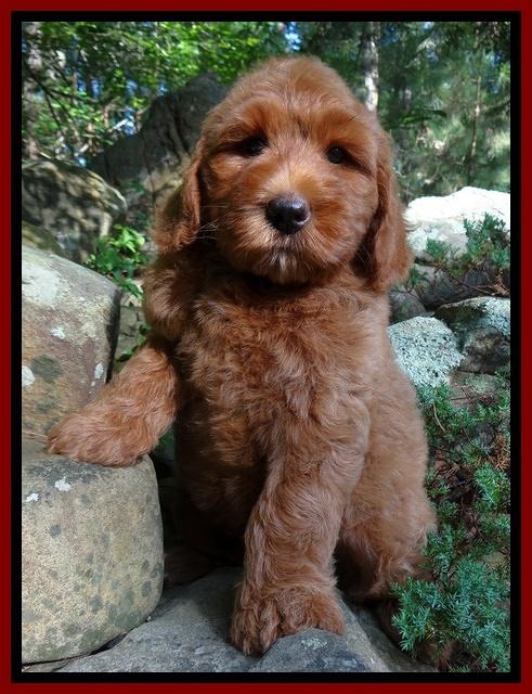 Joy Dawson pups 8 weeks old 701