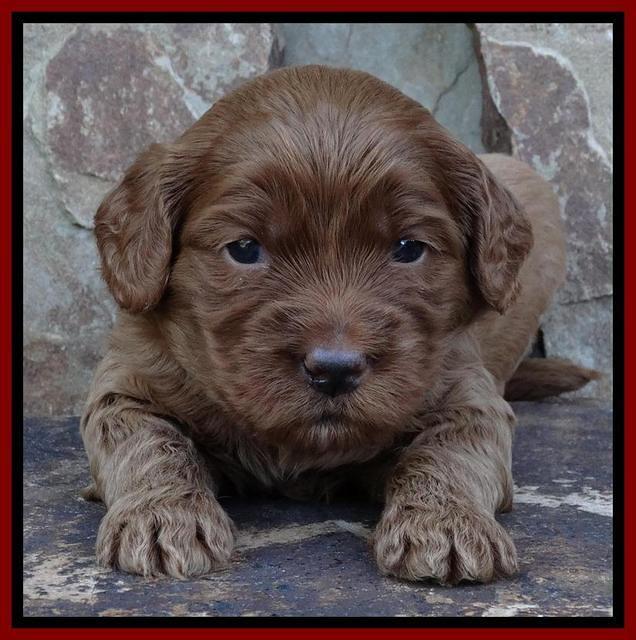 Joy Duke pups 3 weeks old 121