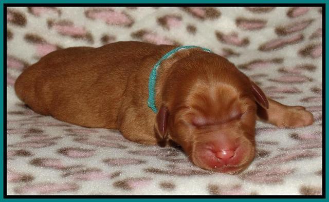 Joy Dawson Newborn 171