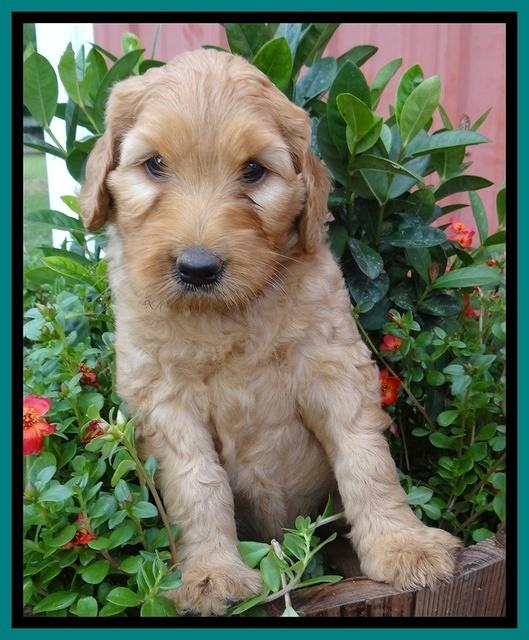 Joy Dawson pups 6 wks old 141