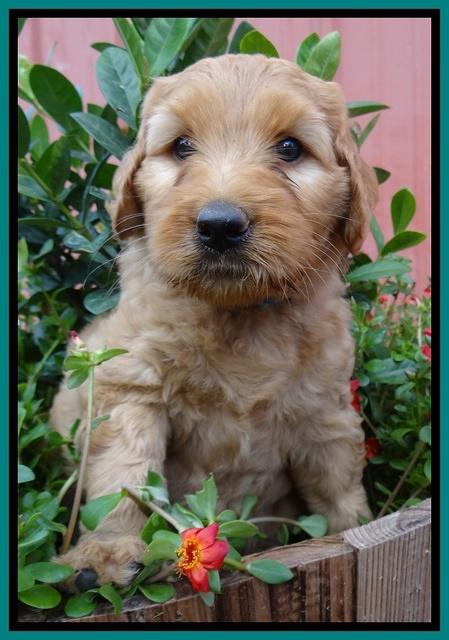 Joy Dawson pups 6 wks old 161