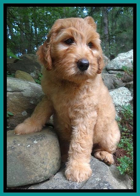 Joy Dawson pups 8 weeks old 61000