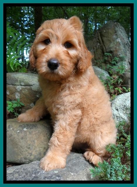 Joy Dawson pups 8 weeks old 71000