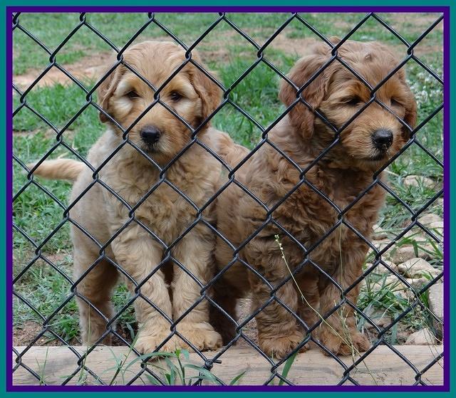 Joy dawson pups 7 wks old 261