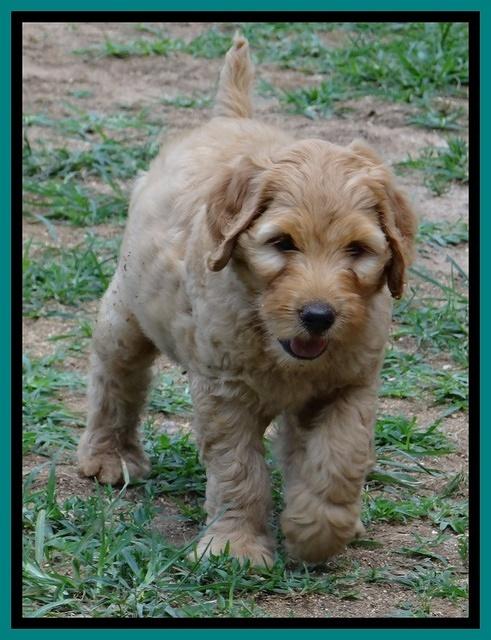 Joy dawson pups 7 wks old 281