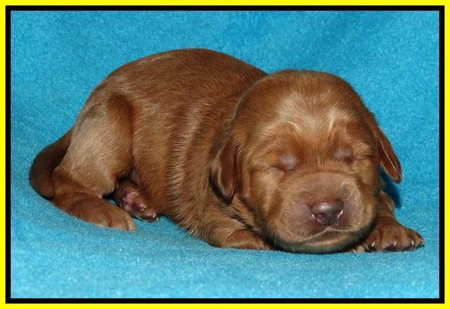 Jou Dawson pups 1 wk old 151