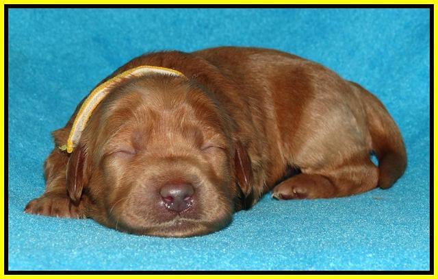 Jou Dawson pups 1 wk old 161