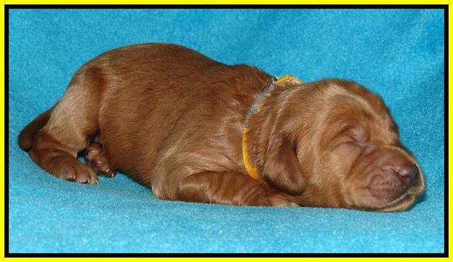 Jou Dawson pups 1 wk old 171