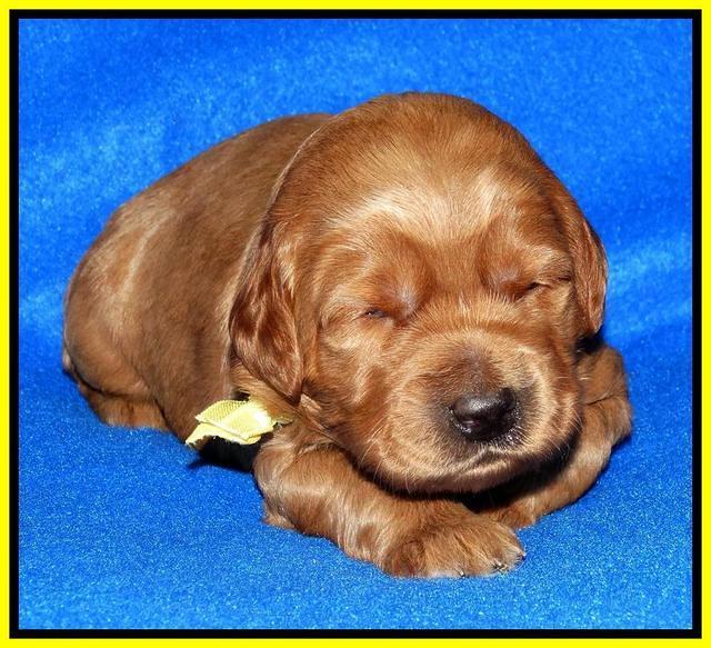 Joy Dawson pups 2 wks old 201