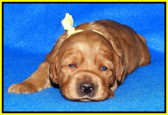 Joy Dawson pups 2 wks old 211