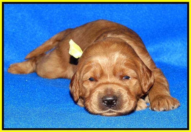 Joy Dawson pups 2 wks old 231