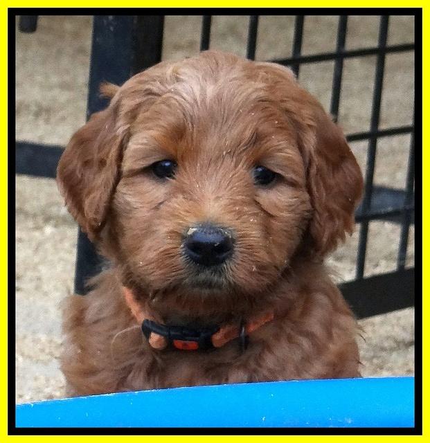 Joy Dawson pups 5 wks old 251