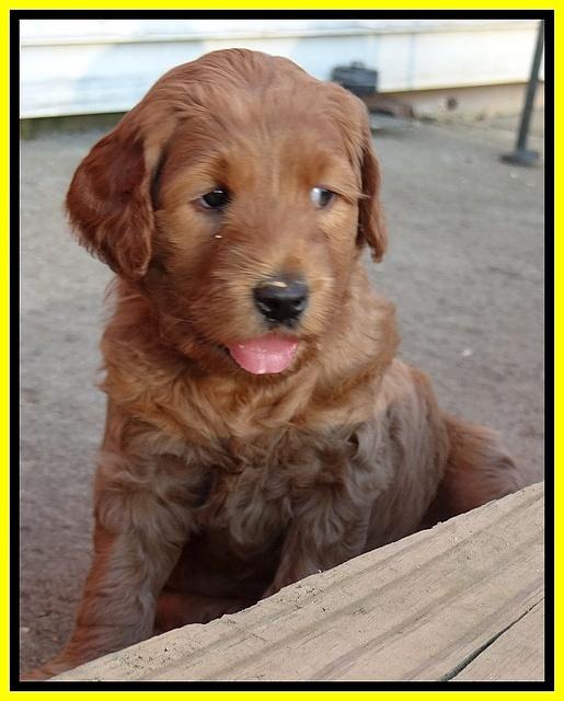 Joy Dawson pups 5 wks old 261
