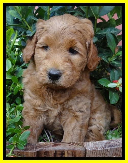 Joy Dawson pups 6 wks old 191