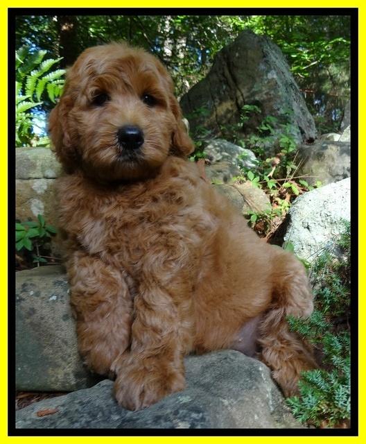 Joy Dawson pups 8 weeks old 301