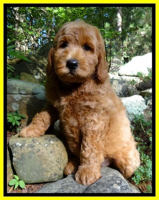 Joy Dawson pups 8 weeks old 401