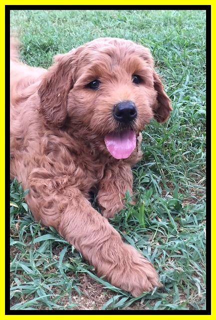 Joy dawson pups 7 wks old 311