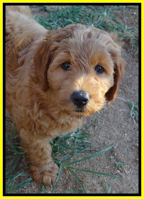 Joy dawson pups 7 wks old 321