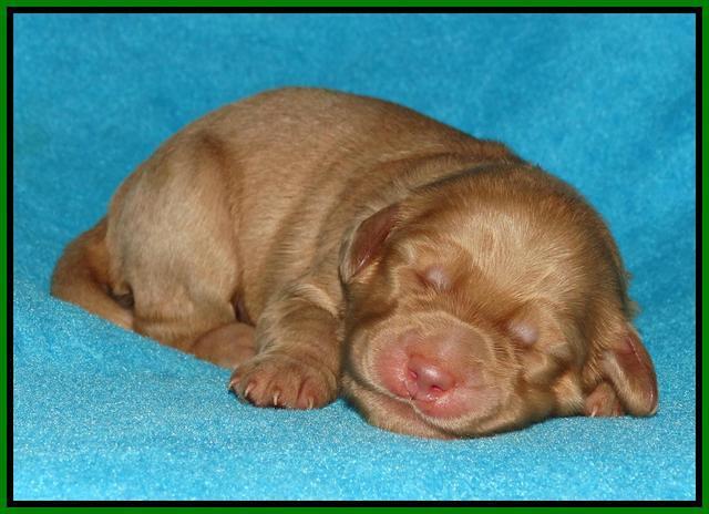 Jou Dawson pups 1 wk old 71