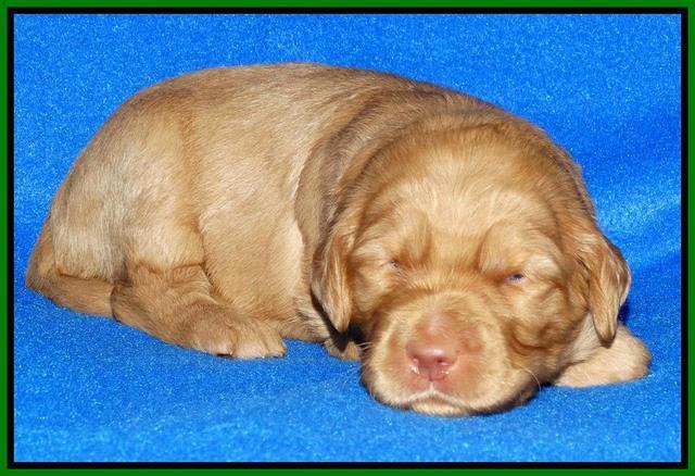 Joy Dawson pups 2 wks old 111