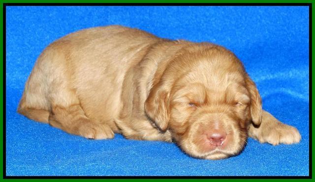 Joy Dawson pups 2 wks old 121