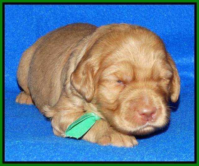 Joy Dawson pups 2 wks old 131