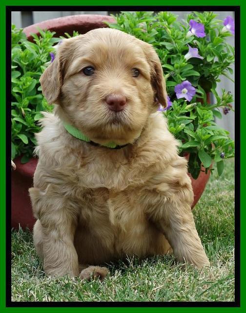 Joy Dawson pups 4 wks old 211