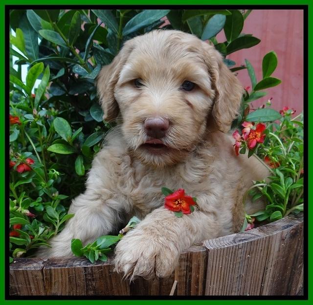 Joy Dawson pups 6 wks old 221