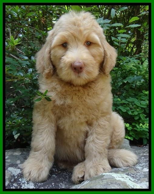 Joy Dawson pups 8 weeks old 410000